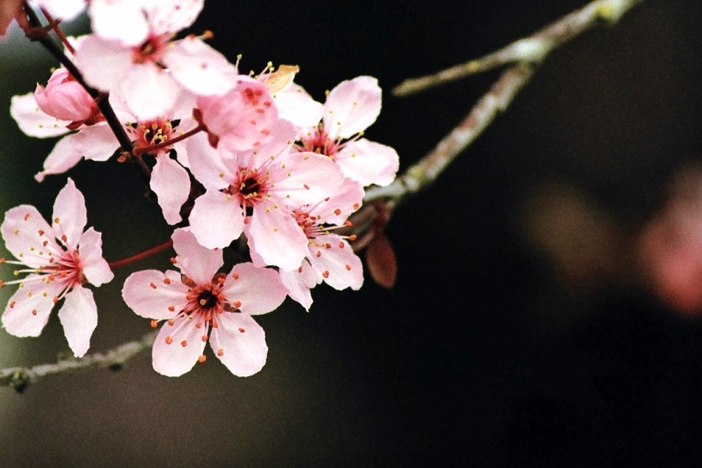 japanese-cherry-blossom-wallpapers-hd